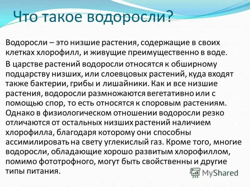 Сообщение о водорослях. Доклад про водоросли. Сообщение об водораслях. Сообщение о водорослях 5 класс.