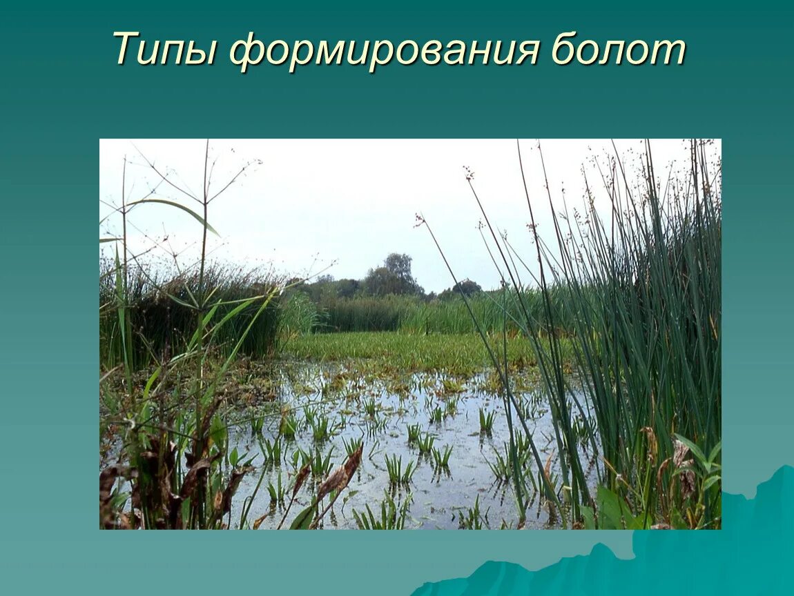 Болота. Доклад про болото. Болота презентация. Болото окружающий мир.