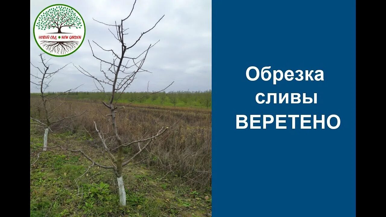 Формировка яблони веретено. Формировка кроны веретено. Формировка веретено. Крона веретено яблоня. Формировка кроны веретено.