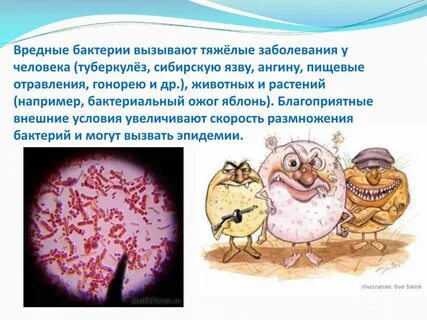 Бактерии вызывающие различные заболевания человека и животных