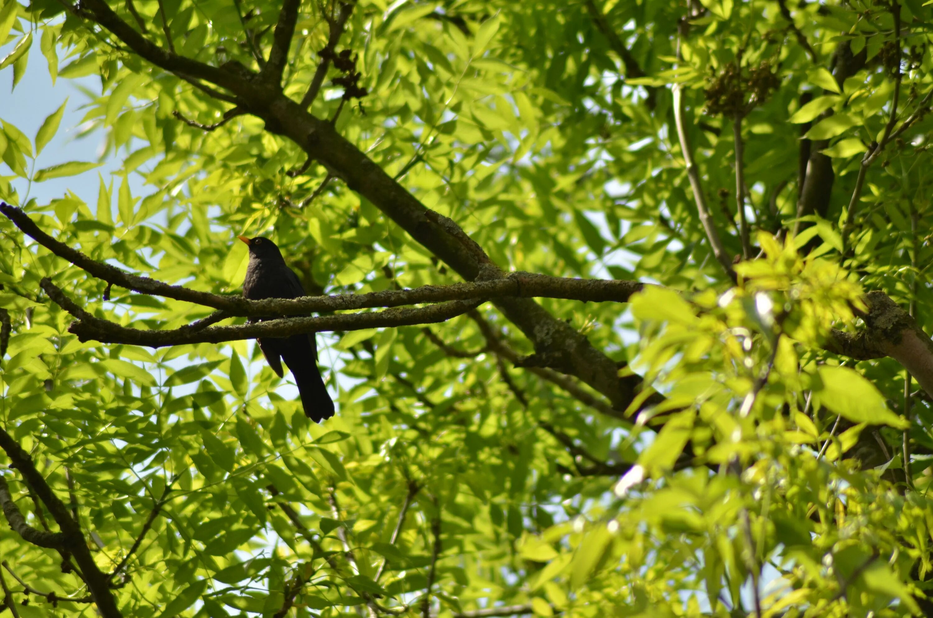 Птицы дерево начинающему. Птичка на дереве. Зеленая птица на дереве. Птицы на дереве фото. Птицы на деревьях летом.