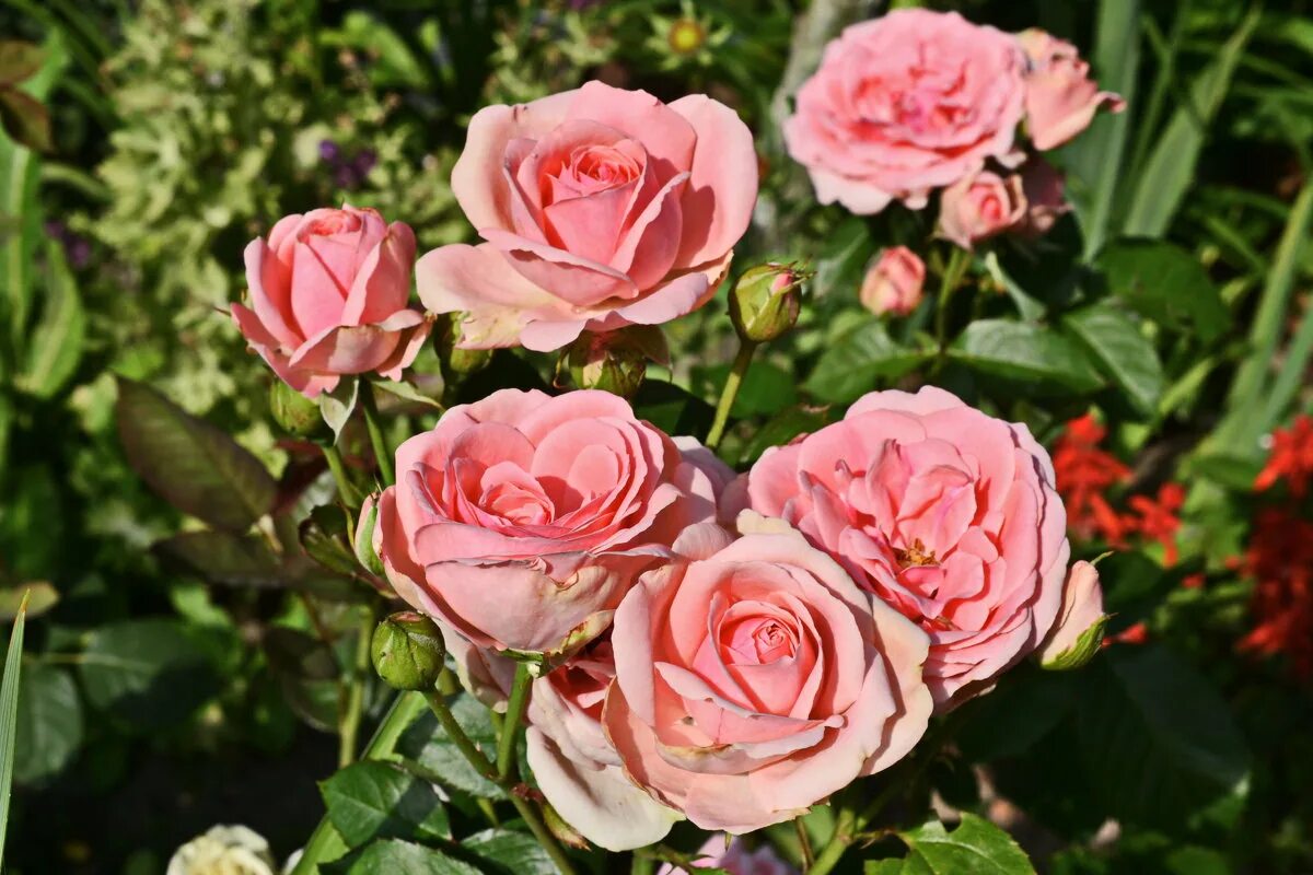 Розы интернет-магазин саженцев роз 2022. Розы у татьяны на вднх. Питомник роз интернет магазин. Питомник роз татьяны чех. Питомник роз татьяны чех.