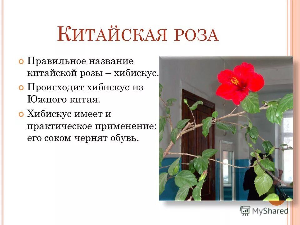 гибискус китайский розан. гибискус китайская роза описание. китайский розан паспорт растения. описание китайской розы. гибискус роза черенки.