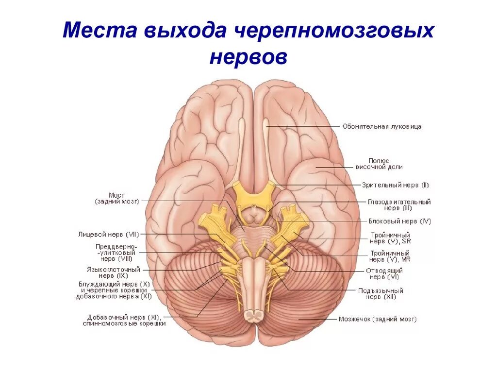 Нервная система черепных. Нервная система черепных