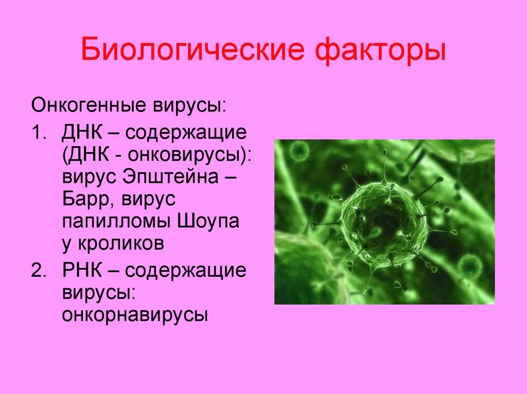 Онкогенные вирусы опухоли. ДНК содержащие вирусы микробиология. Онкогенные ДНК вирусы. Онкогенные поксовирусы. Вирусы опухоли