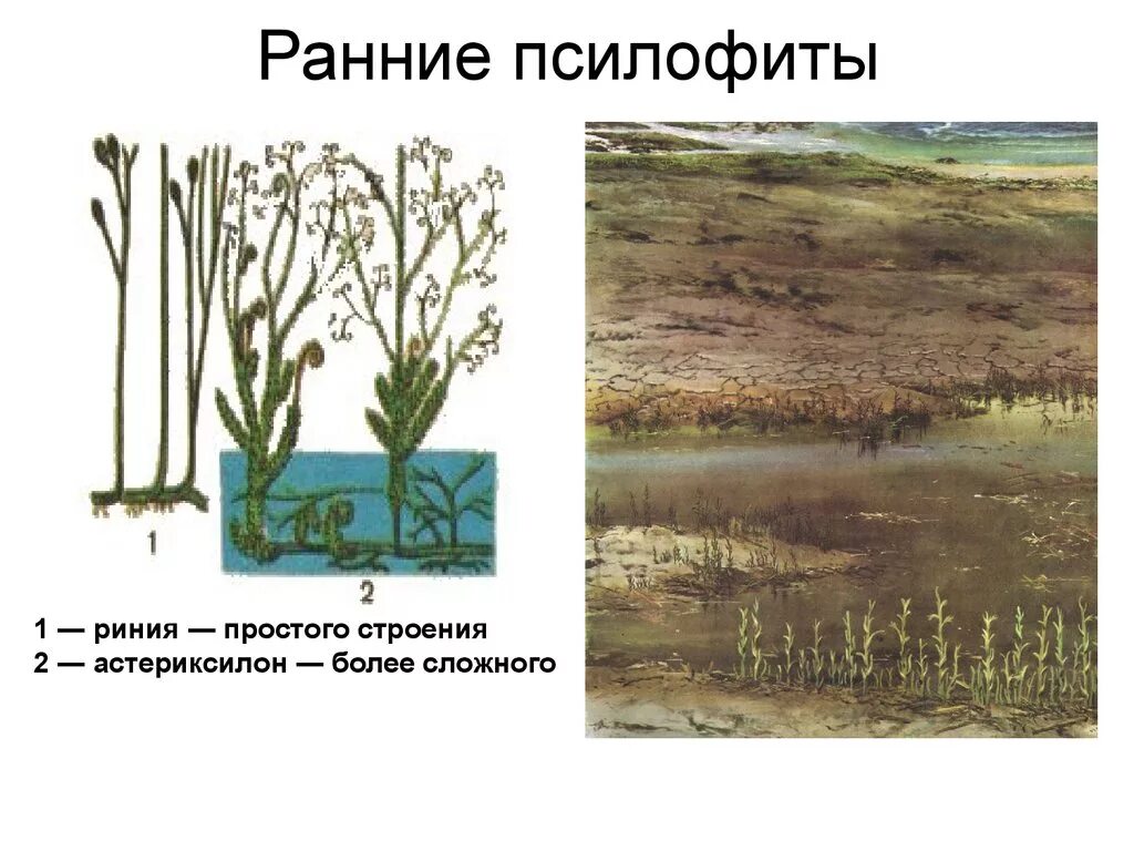 Силурийский период псилофиты. Силур растения псилофиты. Псилофиты и риниофиты. Силур период растения. Риниофиты первые растения освоившие наземно воздушную