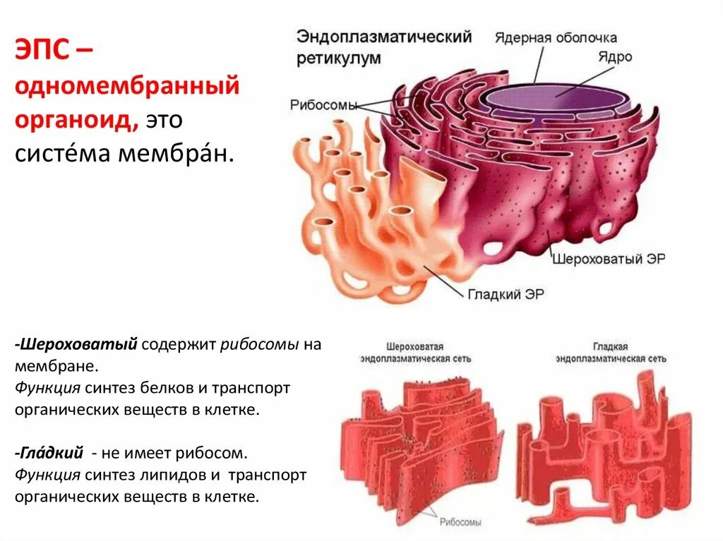 Эндоплазматическая мембрана одномембранный. Эндоплазматическая сеть функции органоида. Структура шероховатая эндоплазматическая сеть. Эпс строение и функции