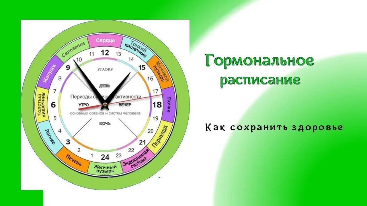 Гормональное расписание. Выработка гормонов по часам. Гормональные часы организма. Биоритмы гормонов. В сутки и т д