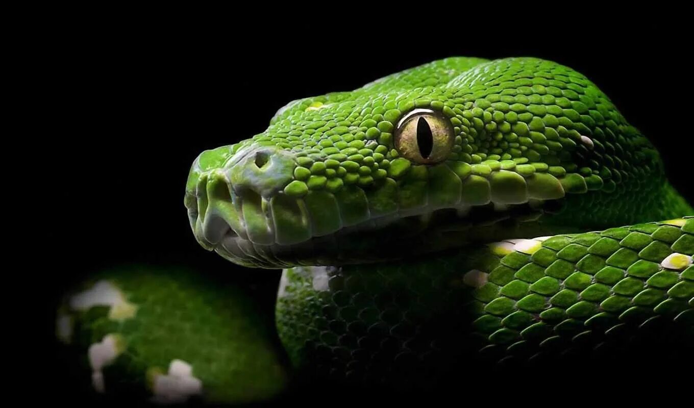Картинки змей. Собакоголовый удав. Зеленая Кобра. Зеленый питон черный. Салатовая змея.