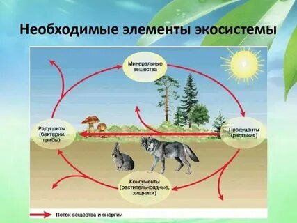 3 функциональные группы экосистемы