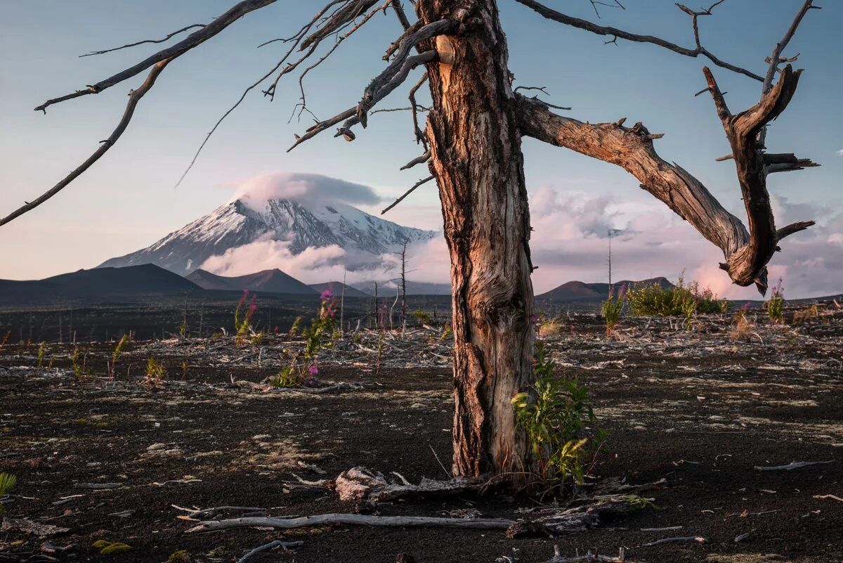 Кроноцкий вулкан. Вулканы камчатки лес. Кроноцкий вулкан. Лес вулкан. Плоский толбачик камчатка.