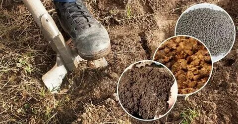 Какое удобрение вносить под осеннюю перекопку
