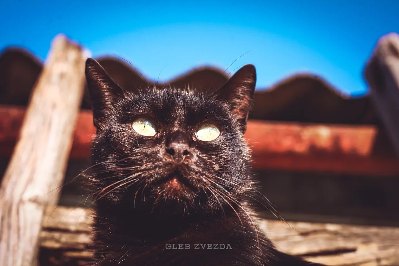 Общительный кот. Котики угарные с человеческим ртом. Кот рассказывает. Агрессивный кот. Говорящие коты лучшая.