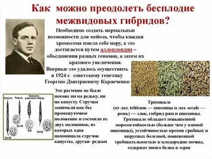 Бесплодные гибриды