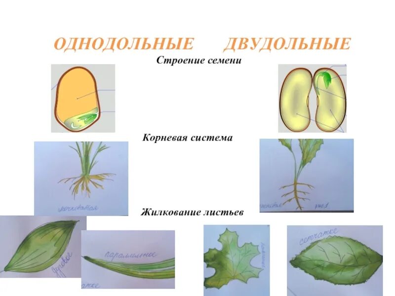 Листья однодольных растений и двудольных растений. Строение однодольного листа. Черешок листа двудольного растения. Черешок у однодольных растений. Алоэ однодольное или двудольное