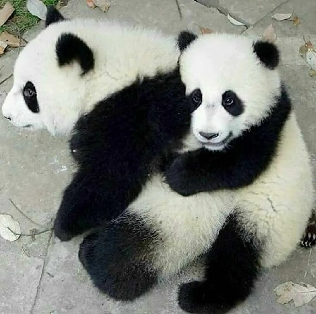 Панда. Панды обнимаются. Влюбленные панды. Две панды. Обнять панду