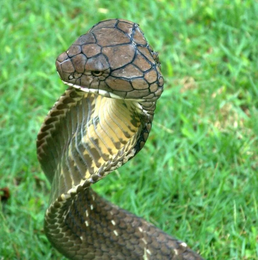 Типа змейка. Гадюка и Кобра. Королевская Кобра зеленая. Филиппинская Кобра. Самая ядовитая змея.