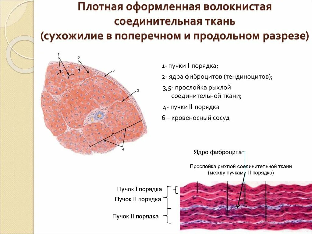 Плотная волокнистая оформленная ткань поперечный срез. Плотная соединительная ткань сухожилия. Гистологическое строение сухожилия. Плотная оформленная волокнистая соединительная ткань сухожилие.