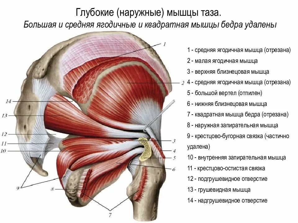 Как называется отверстие тела