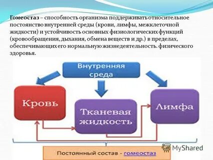 Как называется постоянство внутренней среды