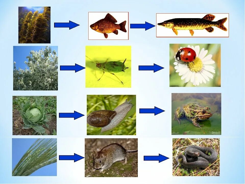 Составить цепи питания окружающий мир. Цепи питания. Пищевая цепь. Пищевая цепочка животных. Цепочка питания животных.