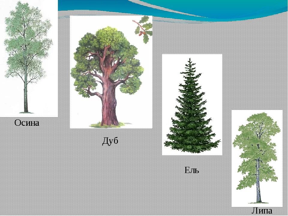 Береза выше ели. Осина липа дуб ель. Ель береза осина клен дуб. Осина и ель. Клен, липа береза ель Тополь.