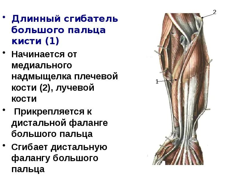 Борозда сухожилия длинного сгибателя большого пальца