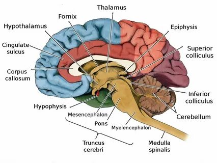 Internal d