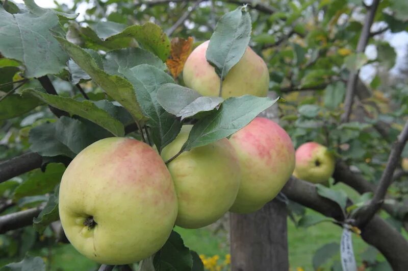 Сорт яблони синап орловский. Сорт орловский. Сорт орловский. Яблоня сигнал орловский. Сорт «кандиль орловский».