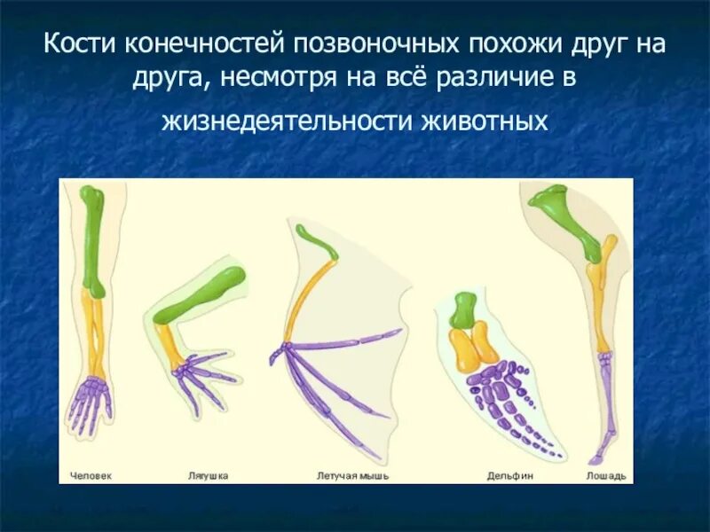 Конечности позвоночных. Передние конечности позвоночных. Парные конечности позвоночных. Конечности различных групп позвоночных являются. Функции пояса передних конечностей млекопитающих