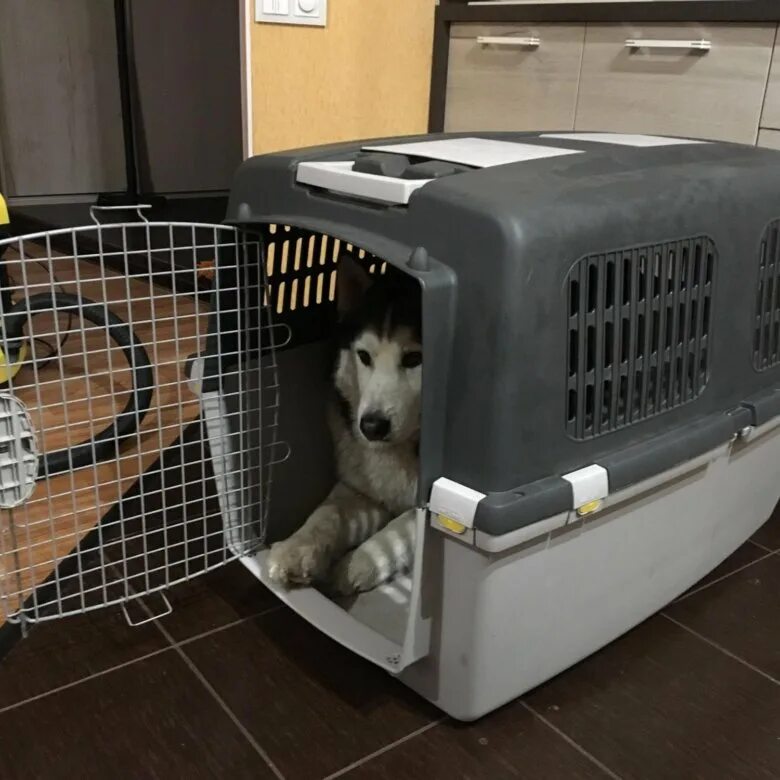 Перевозка животных в автомобиле. Зоотакси для перевозки собак. Перевезти хаски. Перевезти хаски. Хаски за рулем.