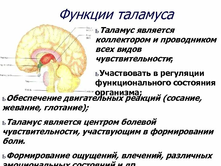 Что такое таламус. Функции таламуса промежуточного мозга. Зрительные Бугры таламус функции. Таламус строение ядра. Функции зрительных Бугров промежуточного мозга.