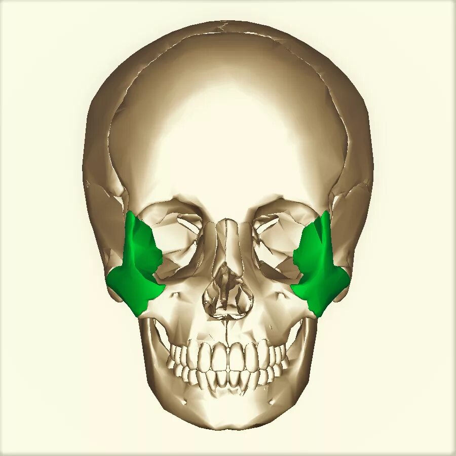 Анатомия скуловой кости