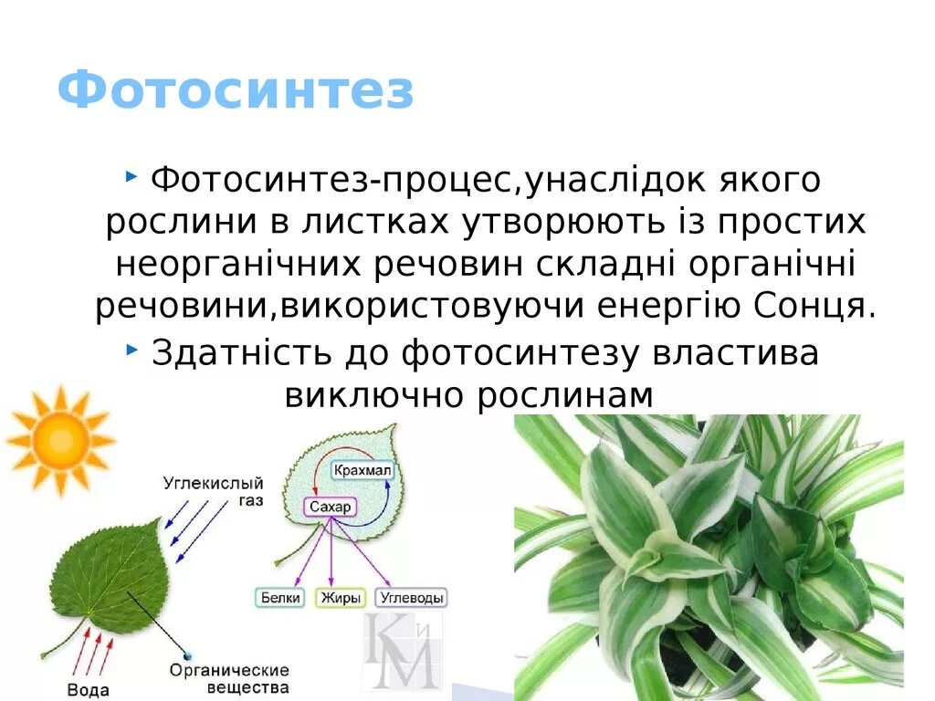 Алоэ фотосинтез. Фотосинтез. Фотосинтез у высших растений. Процессы происходящие при фотосинтезе. Процессы протекающие при фотосинтезе.