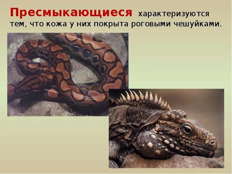 Пресмыкающиеся кожа покрыта роговыми чешуйками. Чешуя комодского дракона. Кожный покров крокодила. Строение кожных покровов пресмыкающихся. Пресмыкающиеся кожа покрыта роговыми чешуйками.