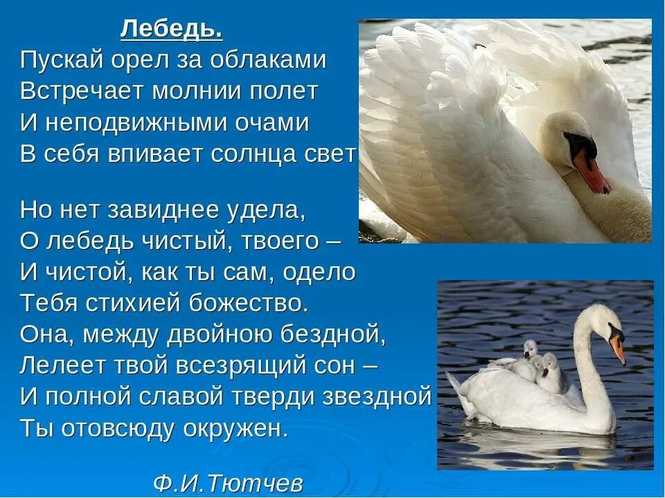 Скажите лебеди текст