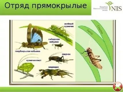 К отряду прямокрылых относятся