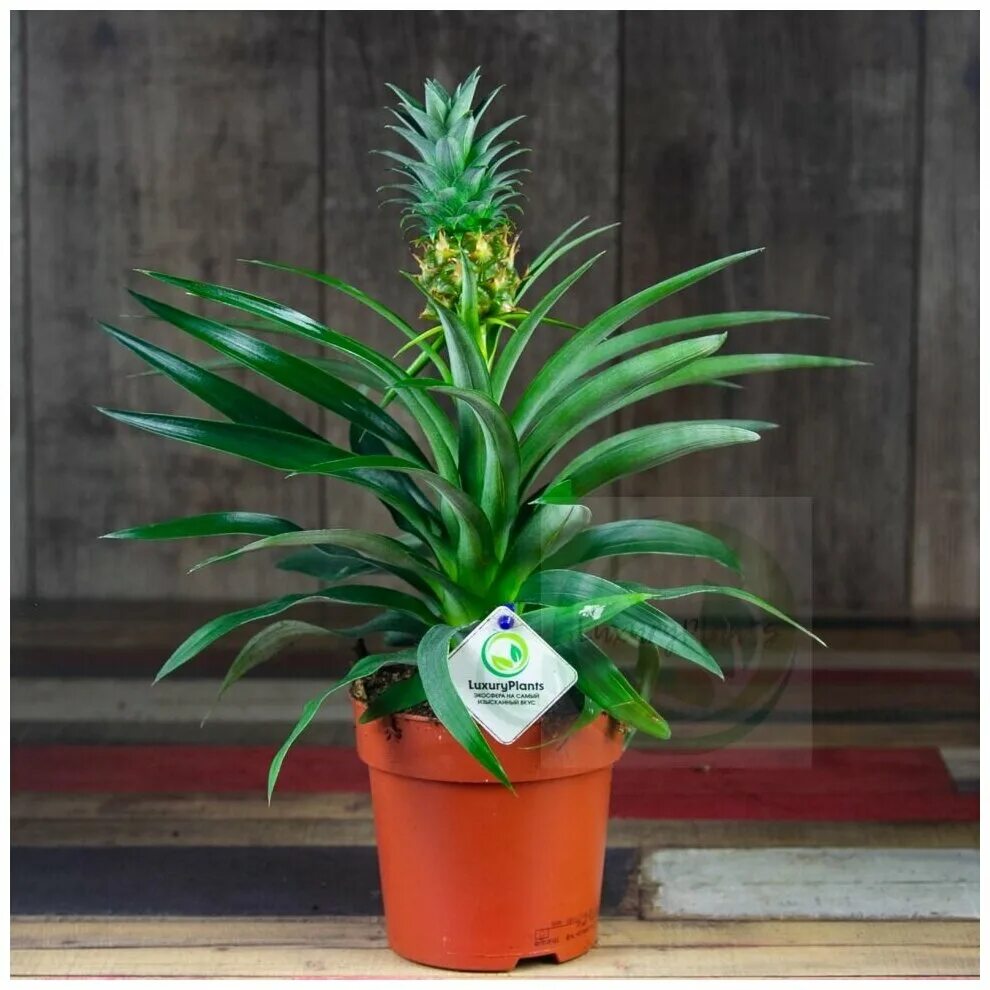 ананас амиго (d12). ананас амиго. ананас амиго (d12). ананас амиго. ананас амиго.