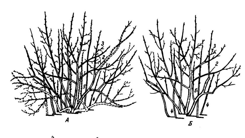 Весенняя подрезка смородины весной. Кустовидная вишня обрезка. Формирование куста смородины весной. Куст войлочной вишни обрезка.