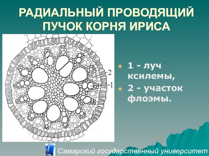 Характеристика проводящего пучка. Проводящий пучок. Проводящий пучок корня. Проводящий пучок корня ириса. Корень ириса проводящие пучки.