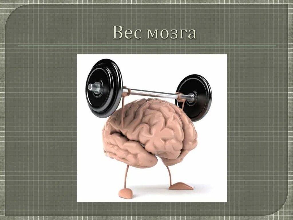 Сколько весил мозг. Вес мозга. Вес головного мозга у взрослого человека.