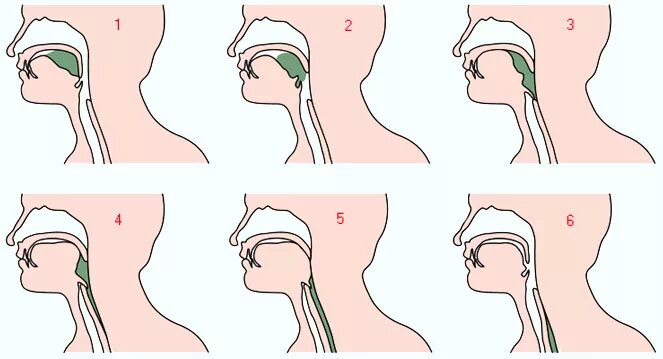 Заглатывание воздуха латынь. Процесс глотания. Схема глотания. Глотание физиология. Схема акта глотания.