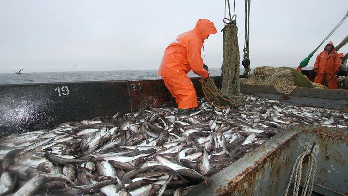 Добыча водных биоресурсов. Охотское море рыболовство. Рыбная компания Охотское море. Рыбный промысел в Мурманске. Добыча рыбы.