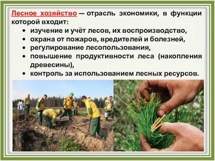 Лесное хозяйство включает