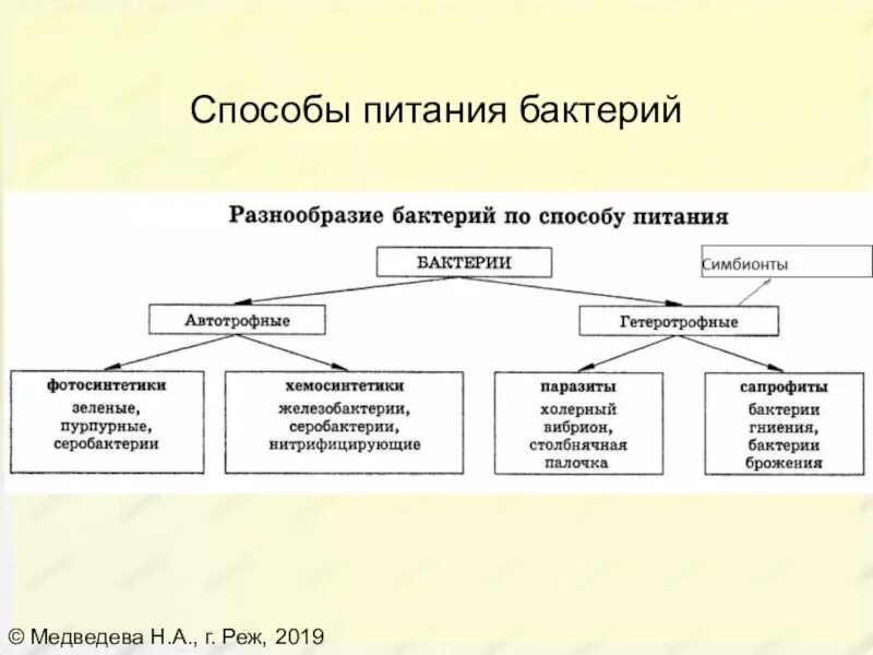 Какой тип питания характерен для большинства представителей