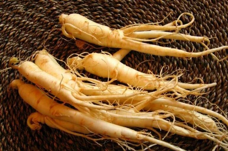Panax ginseng root extract. Panax ginseng root extract