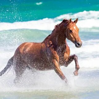 Water horse