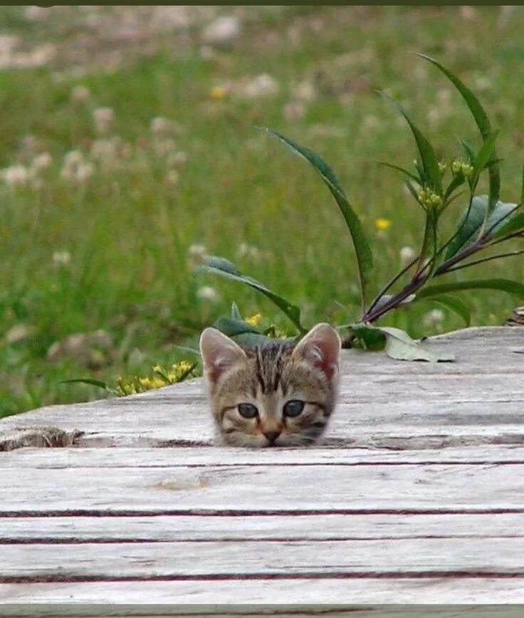 Котенок выглядывает. Кот выглядывает. Любопытный котик. Котик выглядывает из-за угла.