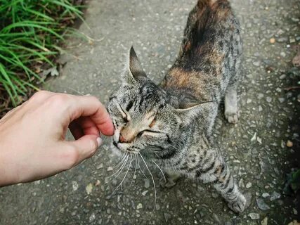 Кошки не вызывающие аллергию