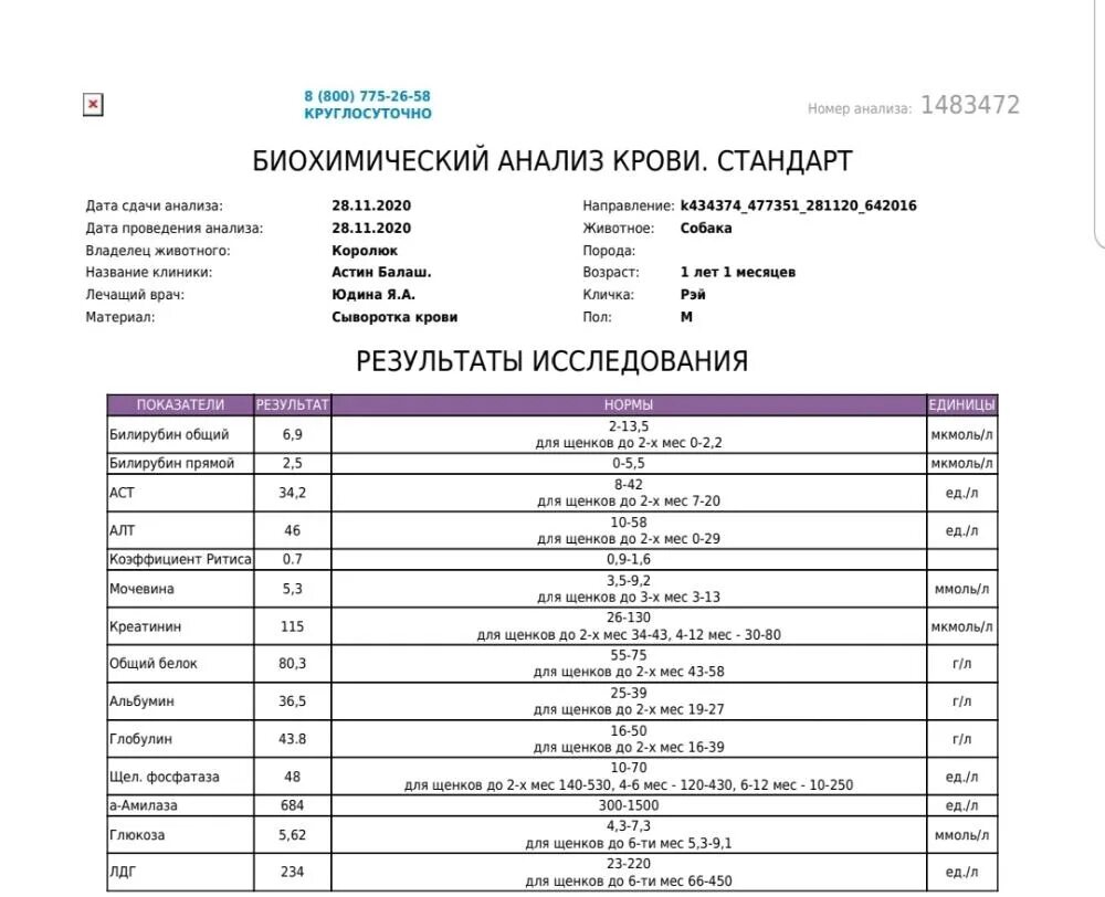 Подготовка к сдаче анализов биохимии. Анализ крови. Биохимический анализ крови. Биохимия крови готовность анализов. Заключение биохимического анализа крови собаки.